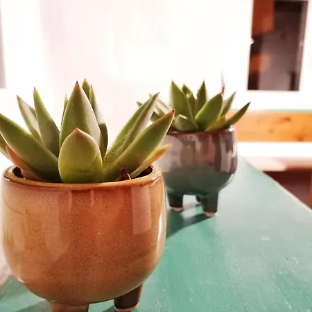 Pocitniska Hiska Medvejke *