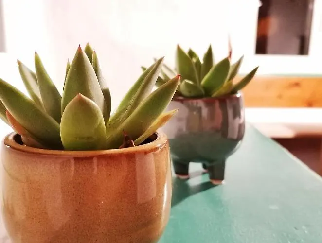 Pocitniska Hiska Medvejke *